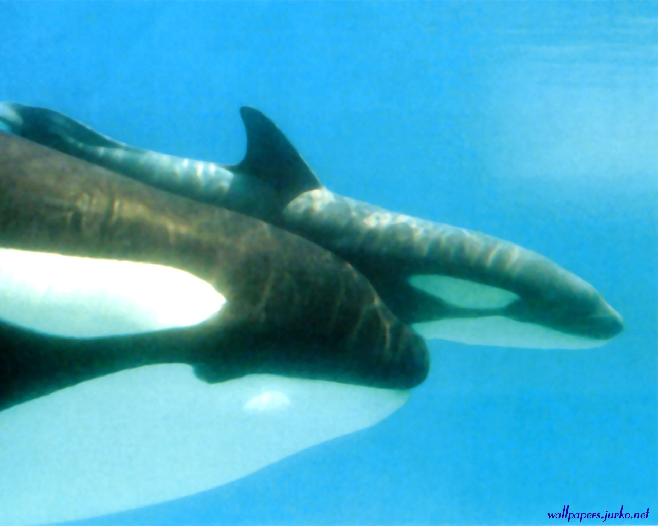 Calf