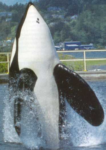 Keiko