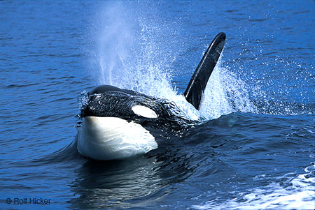 LoneOrca