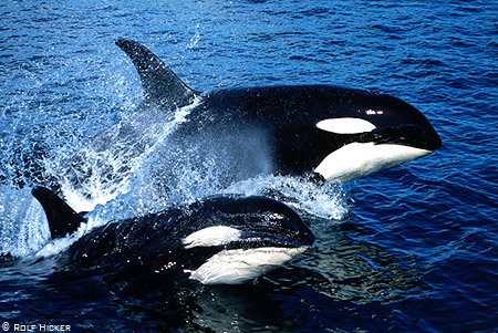 orcas2