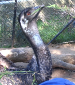 emu -&nbsp; externally fuming