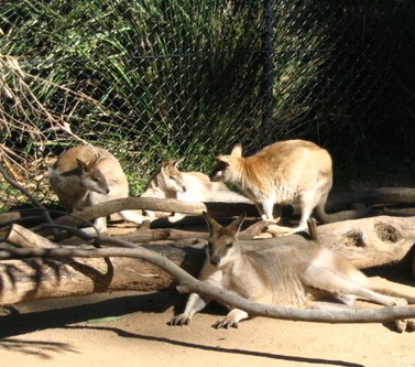 kangaroos and wallabies - internally fuming