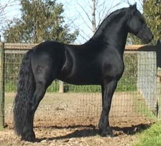 FNS Baroq