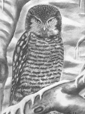 click here to see more animal art