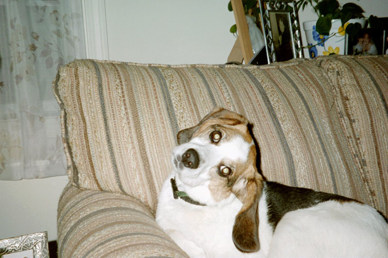 bay_head_tilt