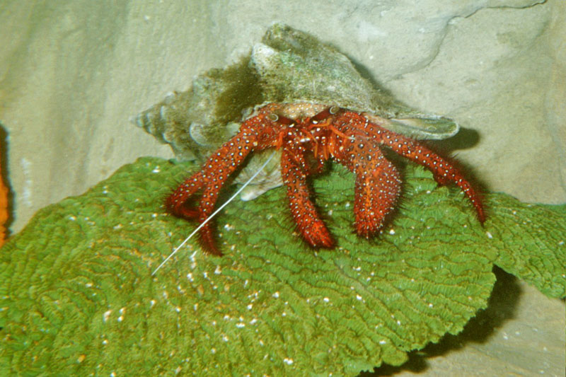 hermit_crab