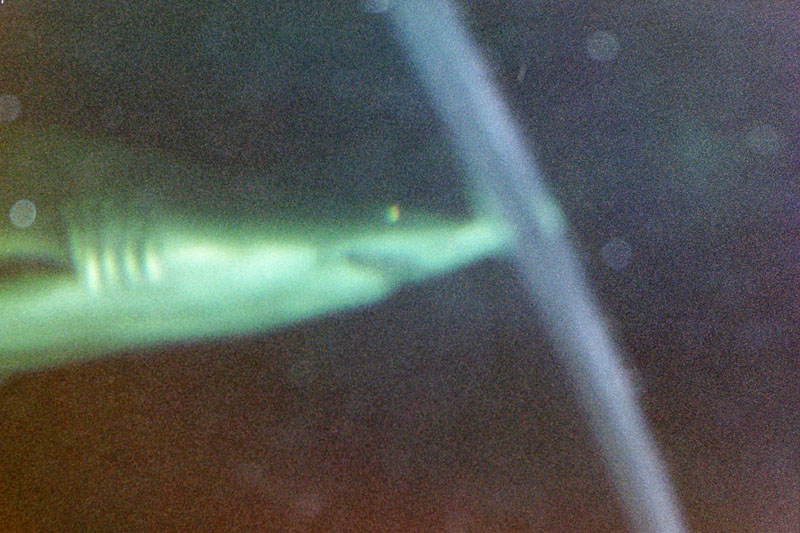 shark_eye