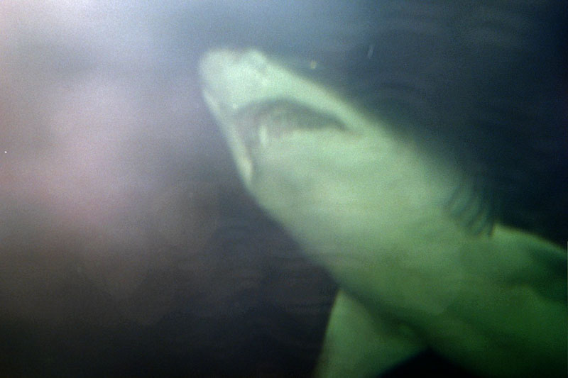 shark_mouth