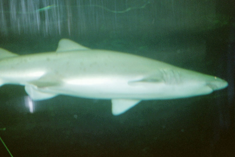 shark_side