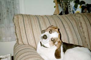 bay_head_tilt