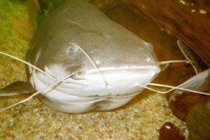 catfish