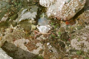 crab vs. jellifish