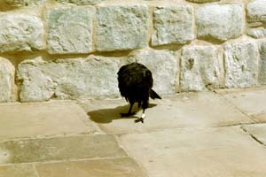 Raven