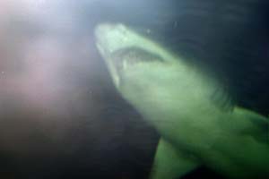 Sharks