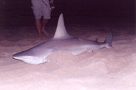 Bronze whaler