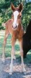 Click here to view Photos of Ricochet