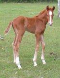 Click here to go to this colts page