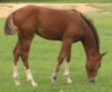 click here to view Chalimar's pedigree, additional photos and information