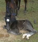 click here to view Timer's pedigree, additional photos and information
