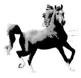 Click here to view the mares and stallions