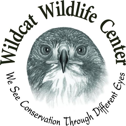 Go to the Wildcat Wildlife Center website for more info
