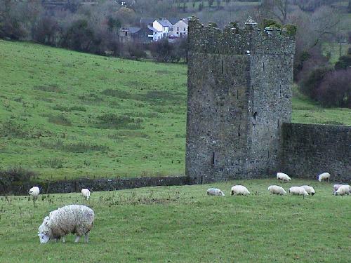 steped in sheep poop