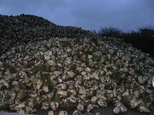 guess the number of turnips and win them all
