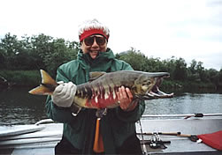 Notice the unique coloration of the Chum salmon.
