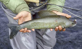 A Grayling - landed after a tough fight.