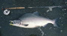 Check that size! A Pink Salmon (Humpy) Male.