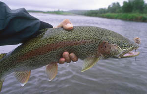 Rainbow Trout displaying its distinctive colors