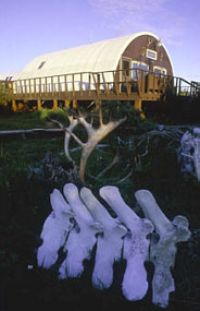 Your entry into Goodnews
     River Lodge takes you by our own Jurassic Park - a sacred collection of whale bones, caribou
     antlers and Togiak spirits...