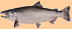 Silver Salmon