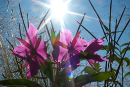 Sun...Flowers