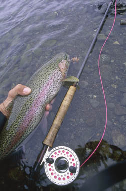 A perfect Rainbow!