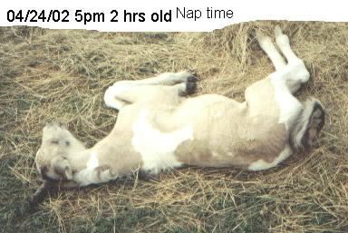 sleepy time