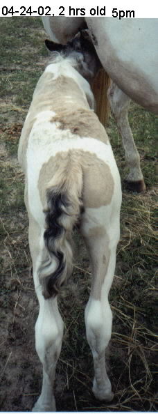 topline 