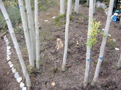 IMG_6962.JPG