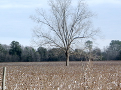 IMG_2469.JPG