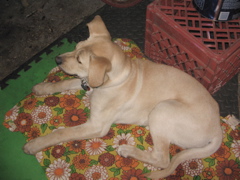 IMG_2684.JPG
