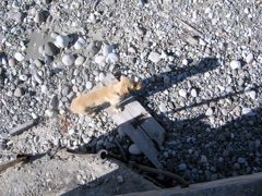 IMG_6865.JPG