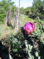 21santarosanm-desertrose.jpg