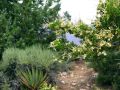 30grandcanyon-flowers.jpg
