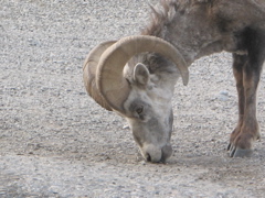 IMG_3345.JPG