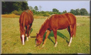 Breeze and her brother!