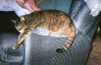 Don't wake the kitty!