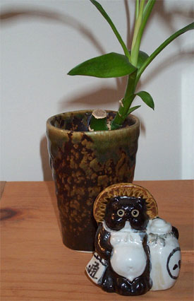 our tanuki