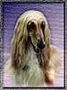 HOUND BREEDERS DIRECTORY