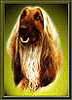 ABOUT THE AFGHAN HOUND