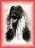 AFGHAN HOUND DATABASE